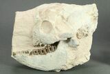 Fossil Oreodont (Merycoidodon) Partial Skull - South Dakota #269862-1